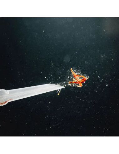 StreamBiz - Pure Nature - Larves de Moustiques...