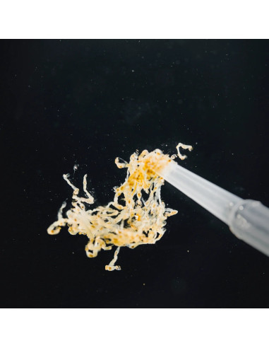 StreamBiz - Pure Nature - Larves de Moustiques...