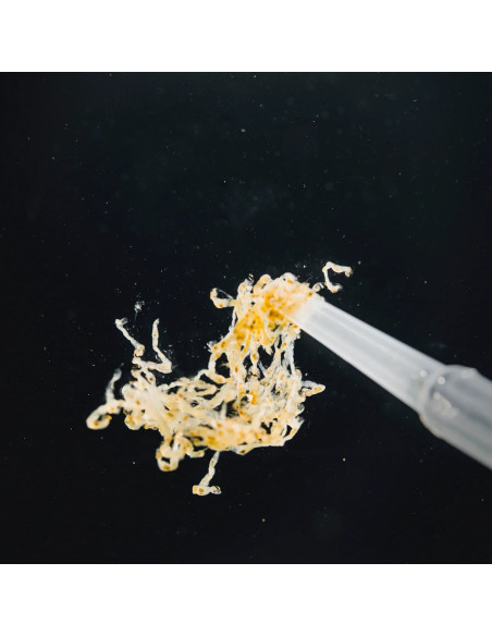 StreamBiz - Pure Nature - Larves de Moustiques Blanc 100ml