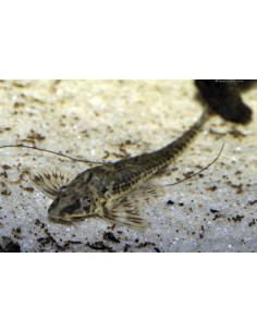 Loricaria parva 6-6,5 cm