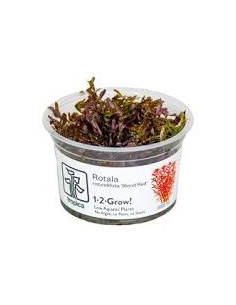 Rotala rotundifolia 'Blood Red' - Invitro