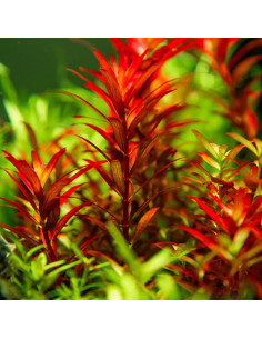 Rotala rotundifolia 'Blood Red' - Invitro 2