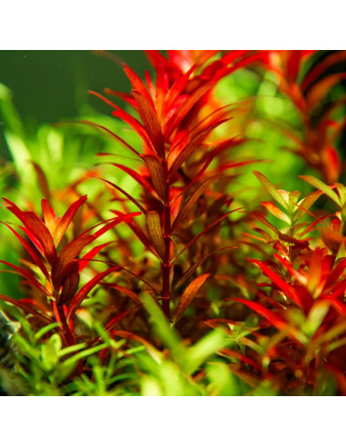 Rotala rotundifolia 'Blood Red' - Invitro