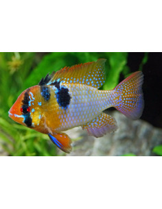 Microgeophagus ramirezi 3 cm