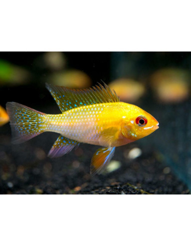 Microgeophagus Ramirezi Gold 3 cm