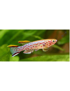 Aphyosemion Gardneri mâle 3cm