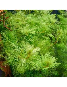 Myriophyllum Spec. 'Guyana'en pot 2