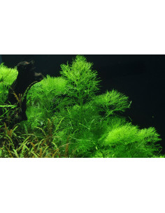 Limnophila Aquatica - Invitro 2