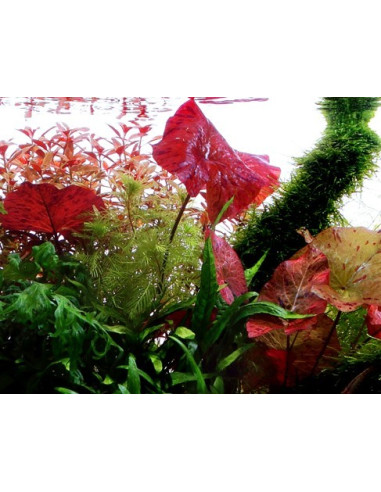 Nymphaea lotus en pot