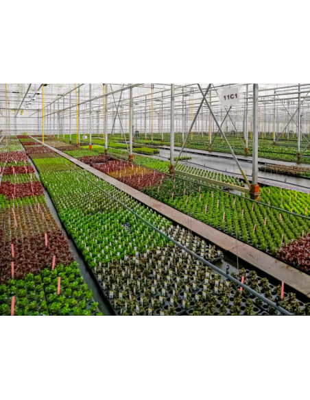 Plante sur commande ? contactez nous!