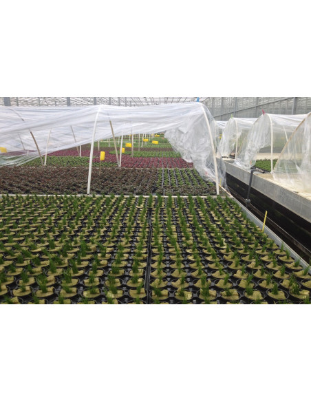 Plante sur commande ? contactez nous!