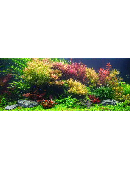 Plante sur commande ? contactez nous!