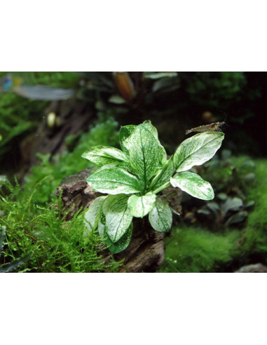 Anubias barteri var. nana ’Pinto en pot