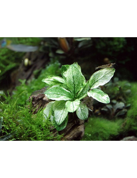 Anubias barteri var. nana ’Pinto en pot