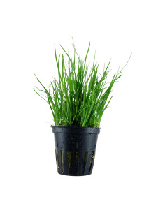 Lilaeopsis mauritiana en pot