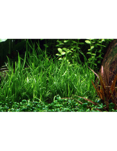 Lilaeopsis mauritiana en pot