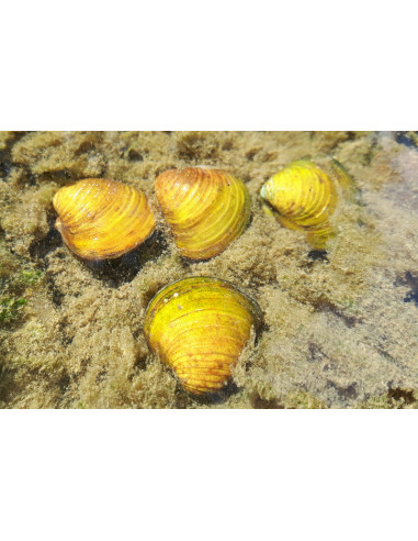 Corbicula Javanicus (Clams Jaune) 1,5cm