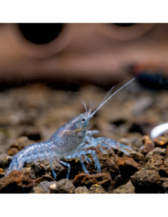 Écrevisse cambarellus diminutus 2cm