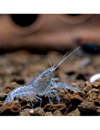 Écrevisse cambarellus diminutus naine bleu 2cm