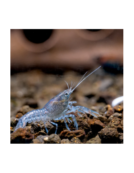 Écrevisse cambarellus diminutus 2cm