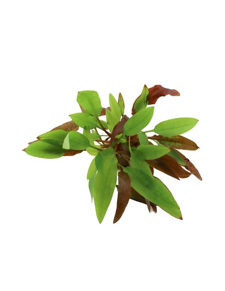 Cryptocoryne affinis ' Dark Orange'  en pot