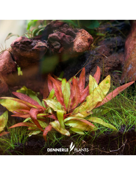 Cryptocoryne affinis ' Dark Orange'  en pot