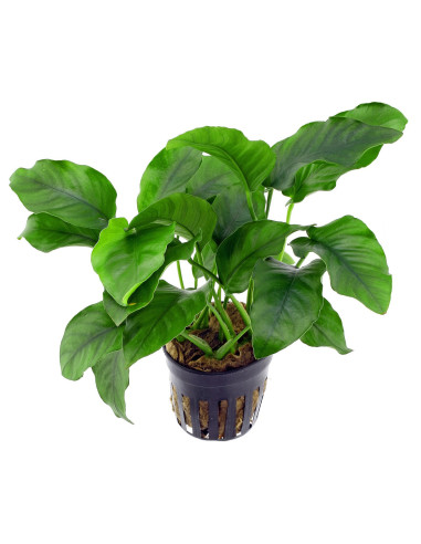 Anubias barteri en pot