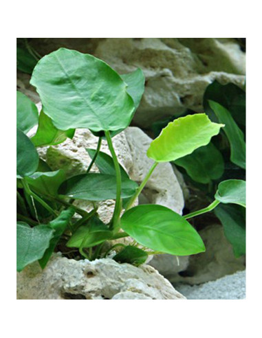 Anubias barteri en pot