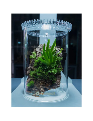 Chihiros - Glass Pot Dew S