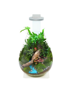 Chihiros - Glass Pot Dew Shaped 2