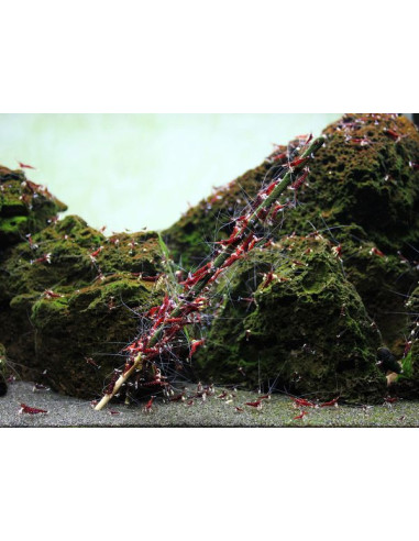 GlasGarten – Shrimp Lollies – 4in1 Algae Power