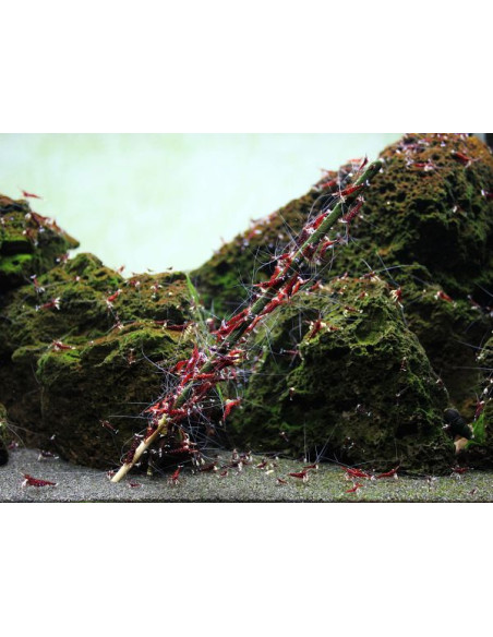 GlasGarten – Shrimp Lollies – 4in1 Algae Power