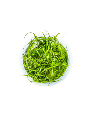 Sagittaria subulata 'Needle Leaf'  - Invitro