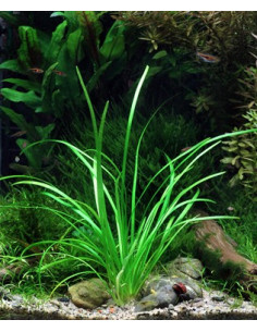 Sagittaria subulata 'Needle Leaf'  - Invitro 2