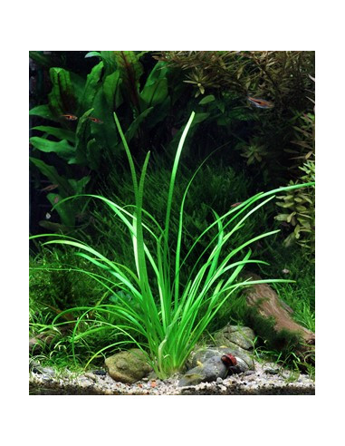 Sagittaria subulata 'Needle Leaf'  - Invitro