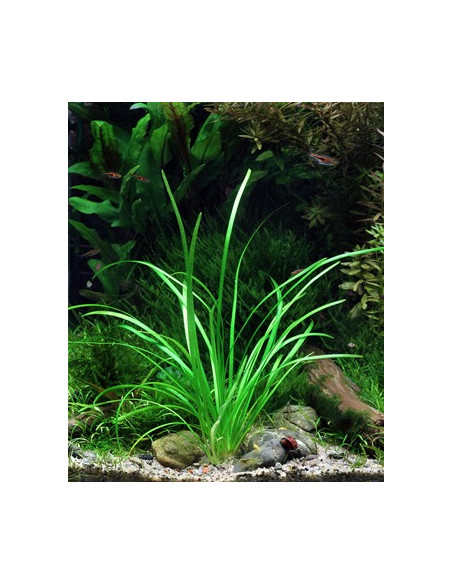 Sagittaria subulata 'Needle Leaf'  - Invitro