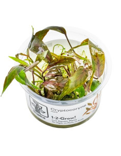Cryptocoryne nurii - Invitro
