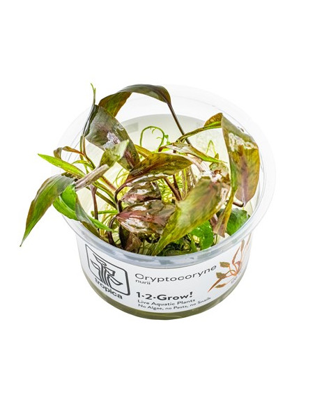 Cryptocoryne nurii - Invitro