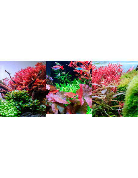 Twinstar Light G-Line 80G+ (étanche)