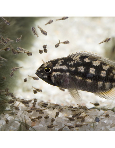 JBL - Pronovo Bel Flakes Baby 3x10 ml