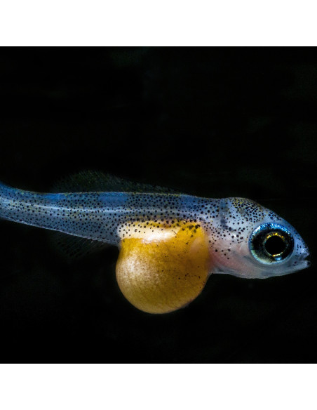 JBL - ProNovo Bel Fluid 50 ml