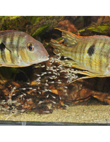 JBL - ProNovo Bel Fluid 50 ml