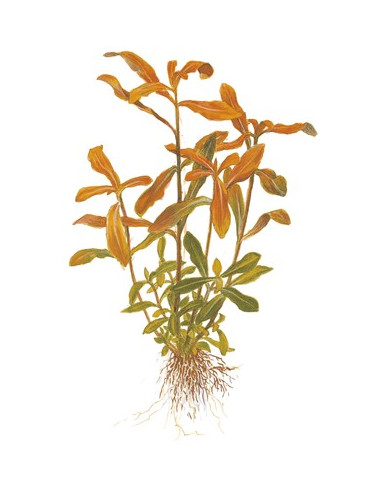 Ammannia crassicaulis - en Pot