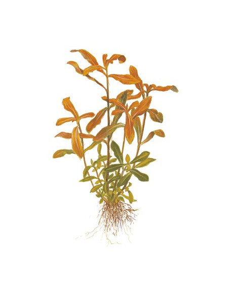 Ammannia crassicaulis - en Pot