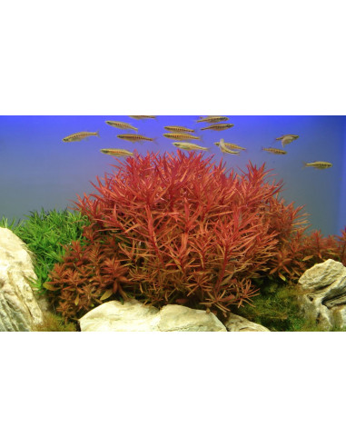 Ammannia crassicaulis - en Pot