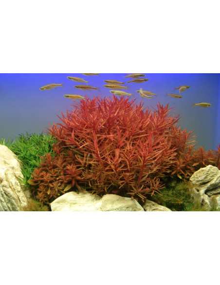 Ammannia crassicaulis - en Pot