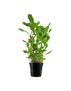 Ammannia crassicaulis - en Pot