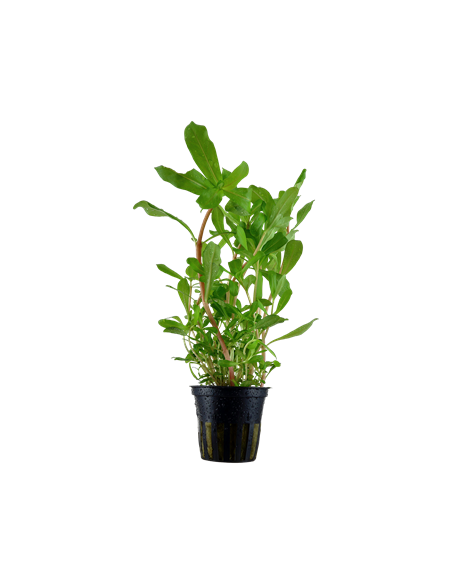 Ammannia crassicaulis - en Pot