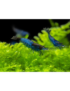 Neocaridina davidi "Rili Blue” 1,5cm lot de 10pcs