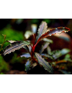 Bucephalandra "Kedagang" inVitro 2